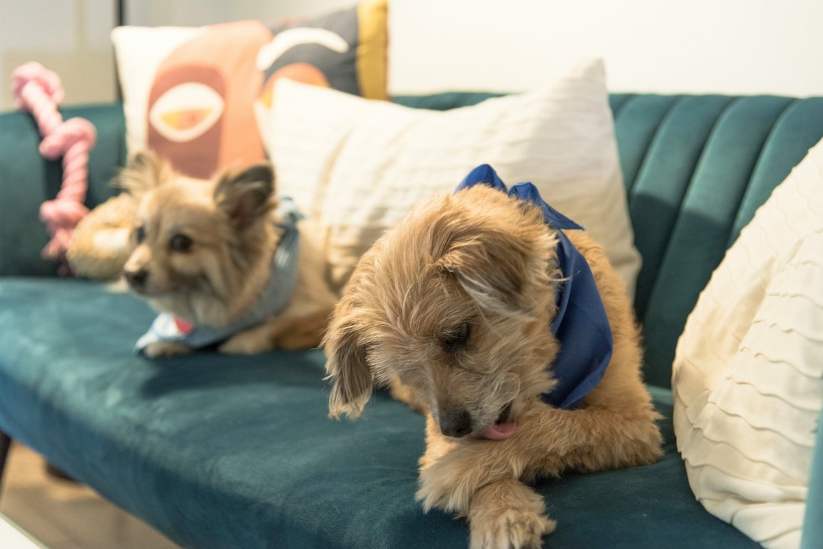    Чтобы отучить собаку вылизывать лапы, могут потребоваться занятия с зоопсихологом и кинологом