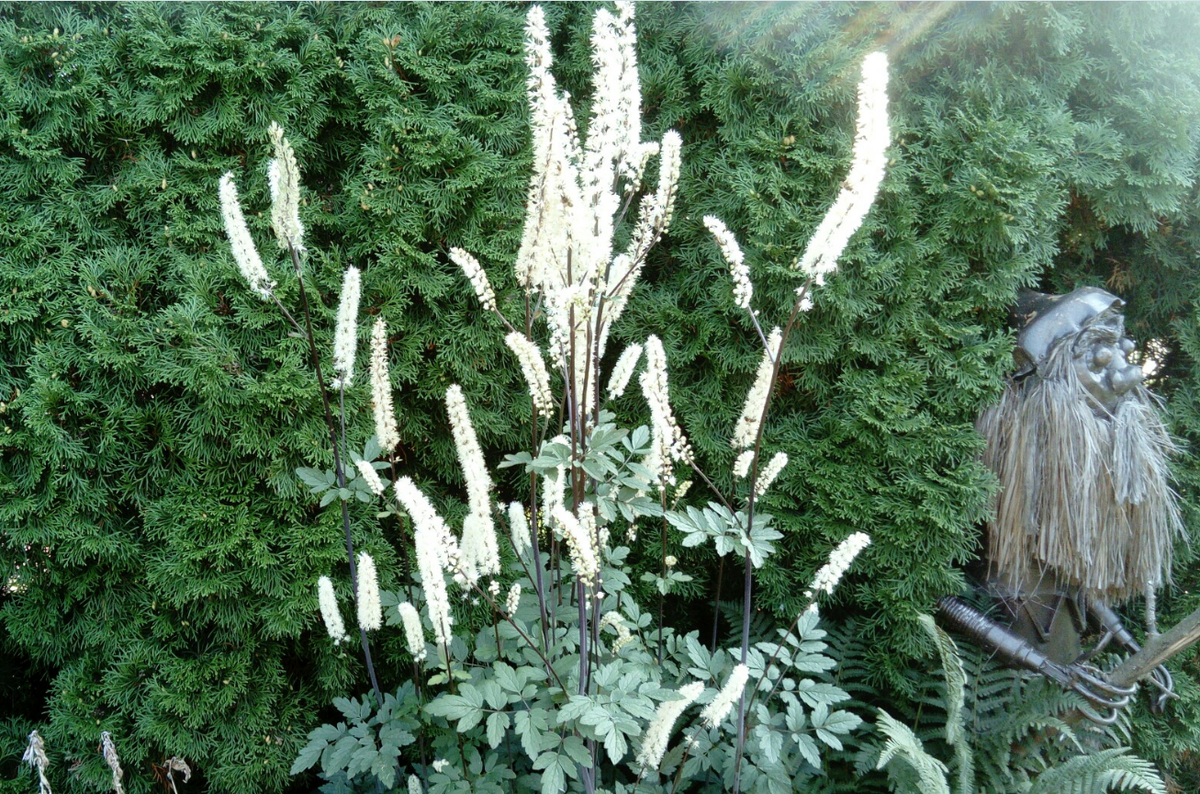 давнее фото