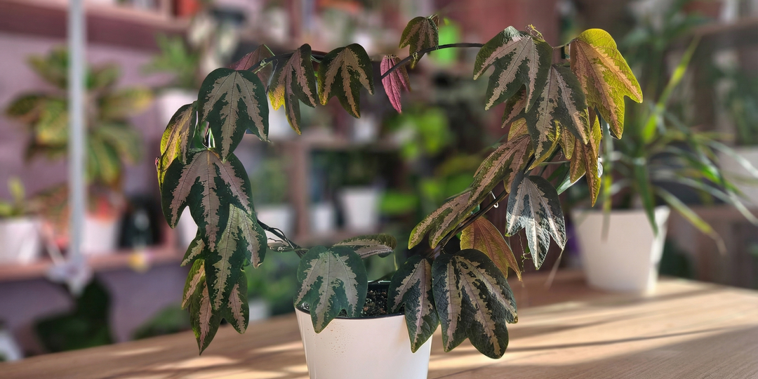 11 ампельных растений, которые выглядят роскошно, но требуют минимальный уход