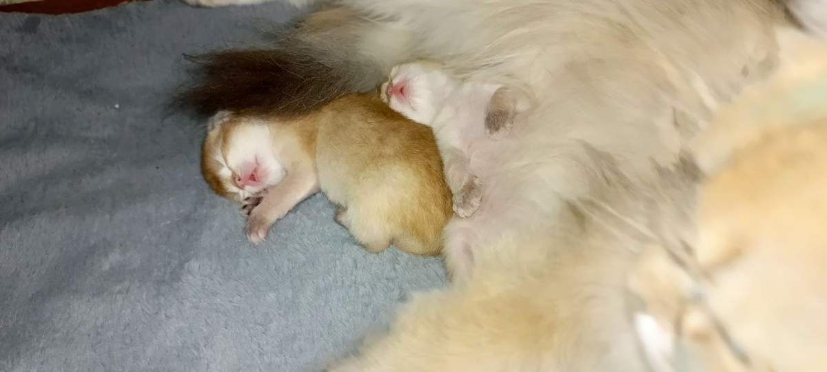 Крошки спят