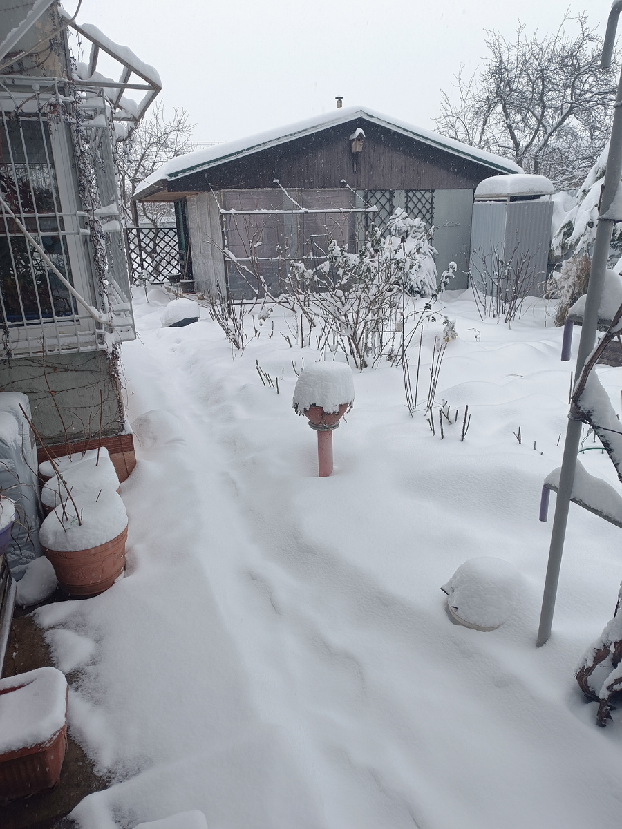 Сад после первого снегопада