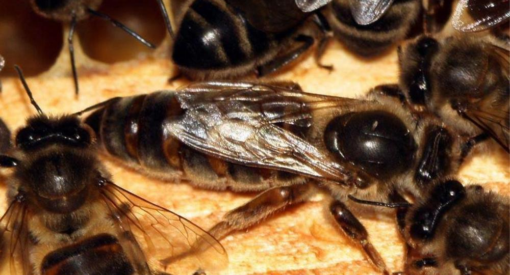 Суровая, честная, со злой репутацией, но зато с хорошими результатами! Преимущества среднерусской пчелы и сложности работы с ней.