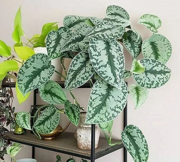 Сциндапсус (Scindapsus): самостоятельный род, а не «разновидность эпипремнума». Полное  руководство