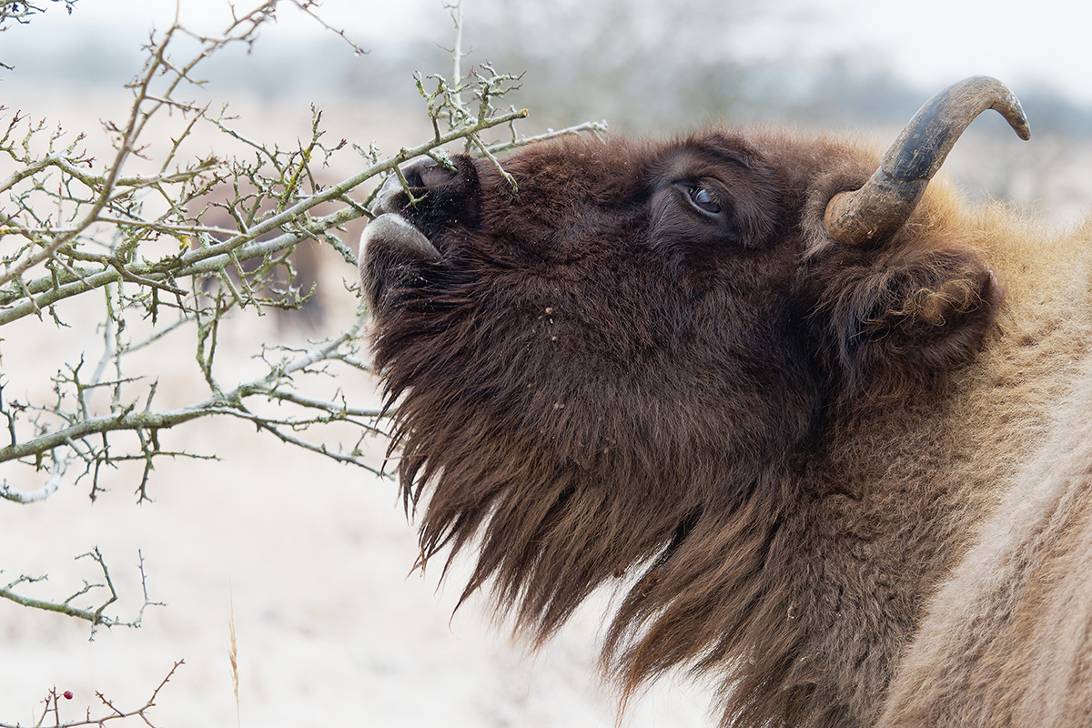    Фото: Michal Pesata / Shutterstock.com