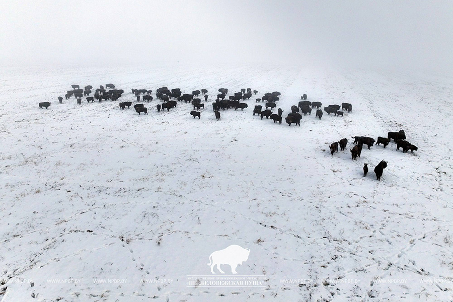    Фото: Беловежская пуща / Telegram