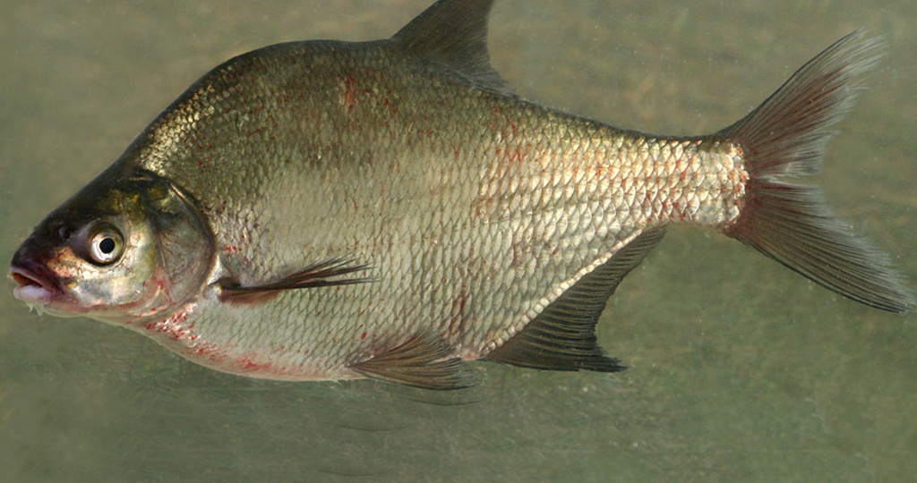 Лещ: рыба для терпеливых рыбаков и гурманов