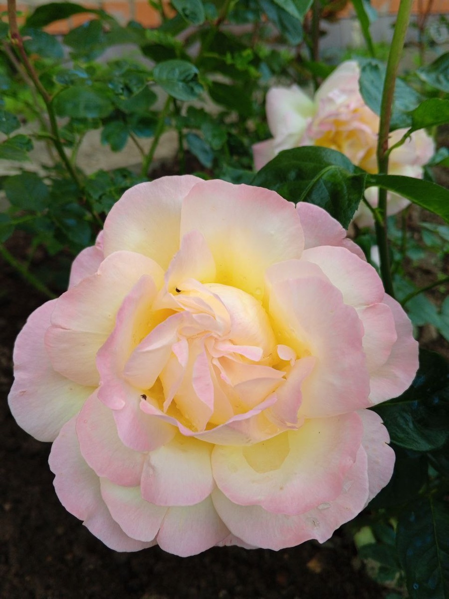 Gloria Day, Meilland