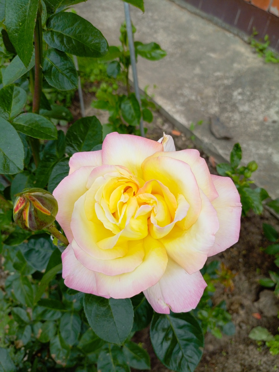 Gloria Day, Meilland