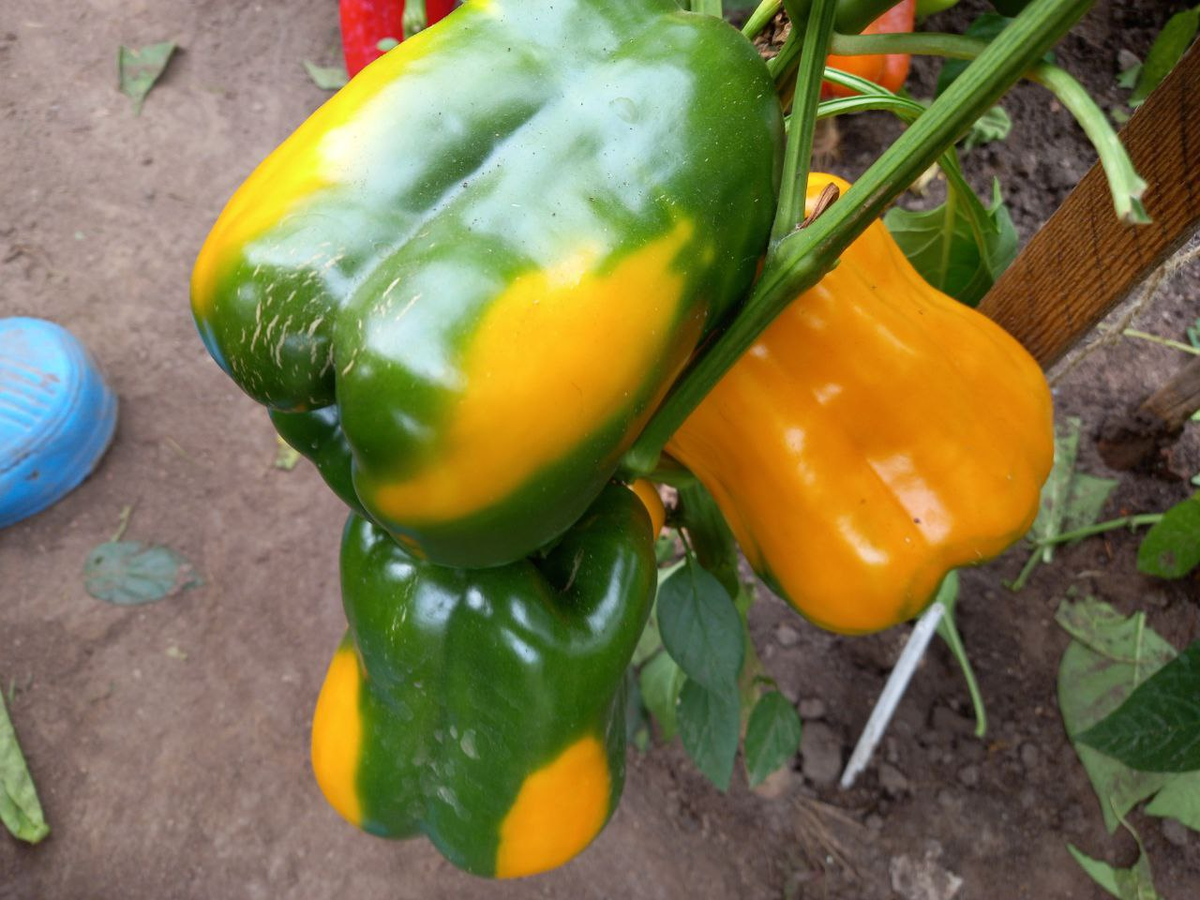 Гибрид "F1 Адмирал Колчак"