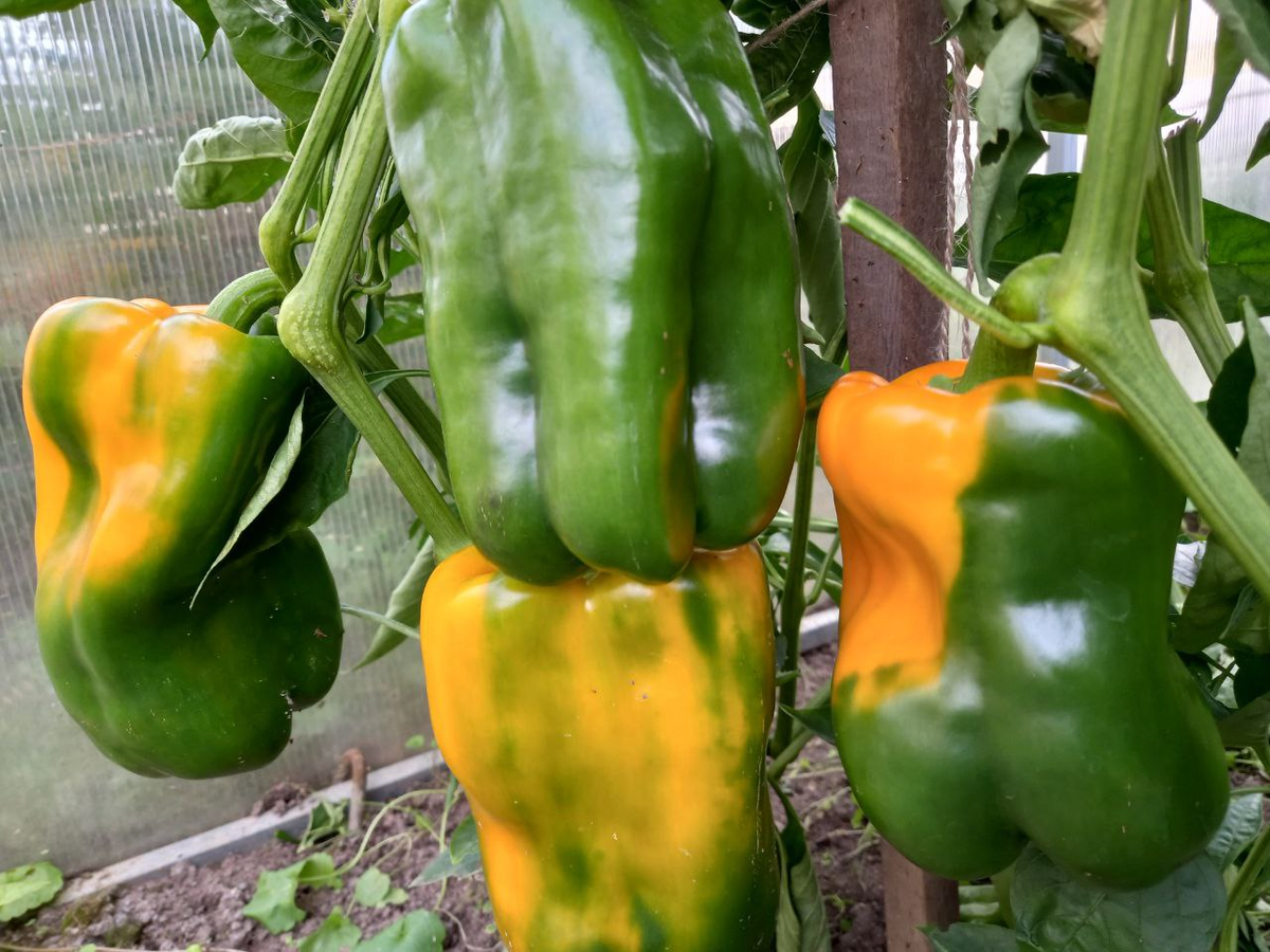 Гибрид "F1 Адмирал Колчак"