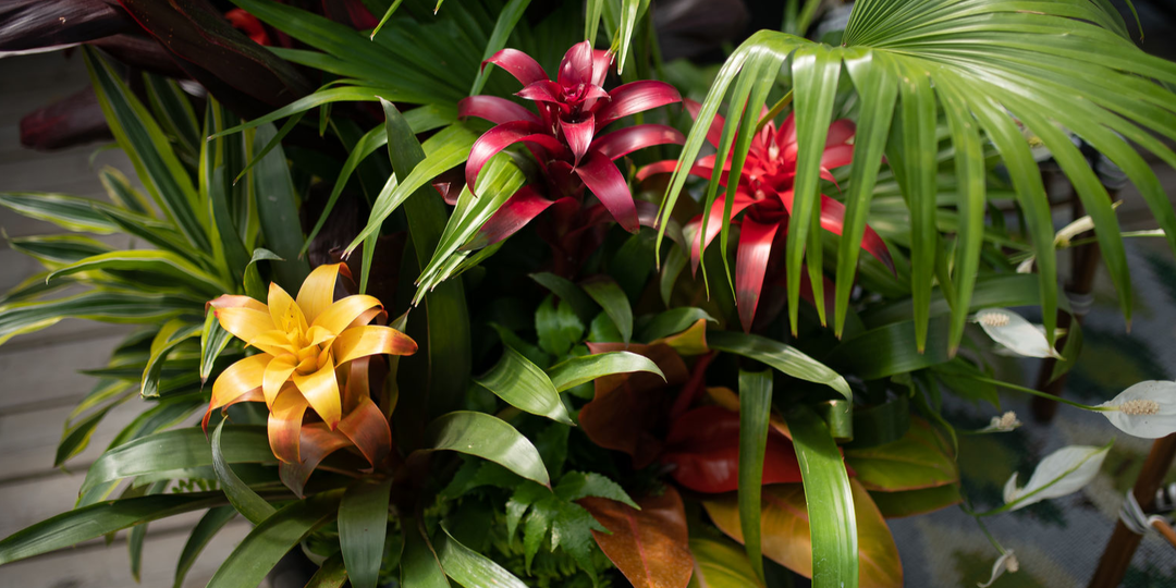 Топ-10 растений для благополучия на китайский Новый год