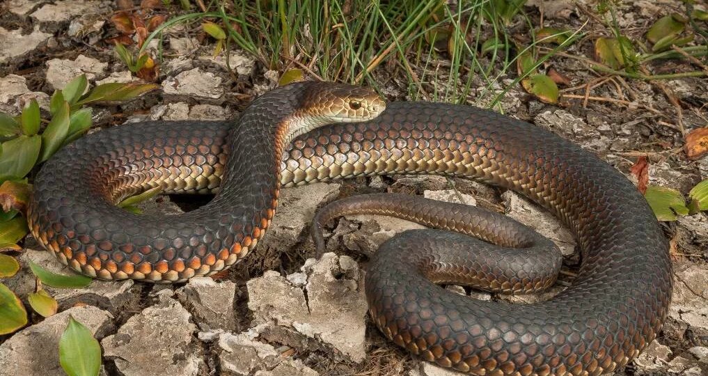 Великолепная денисония