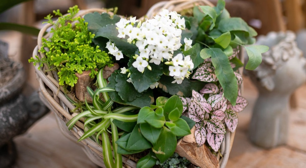 Романтичные растения в подарок на 8 Марта