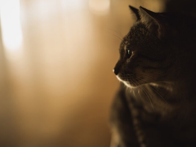    Фото: 123RF.com/bizhamox