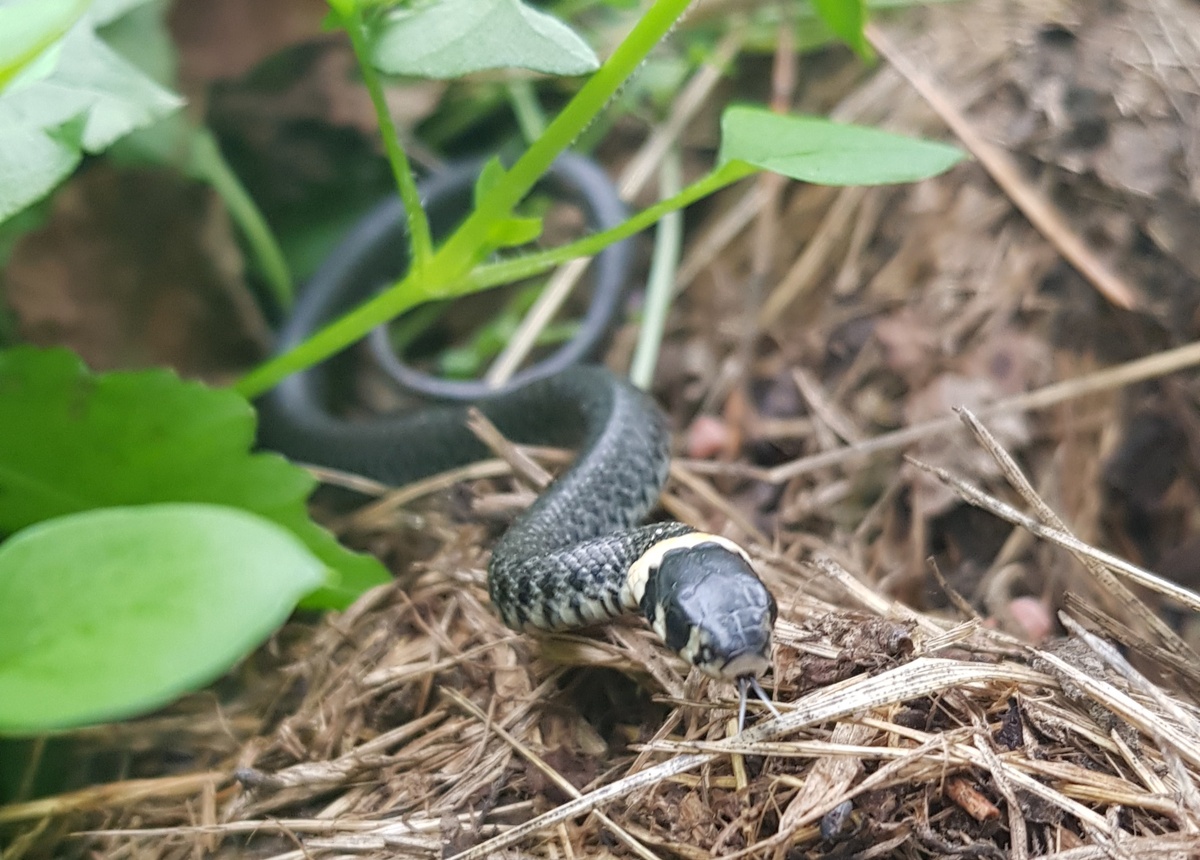 фото автора «Иногда самые яркие встречи — неожиданные. Наш сегодняшний герой 😉»