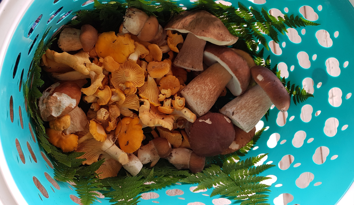 фото автора «Тихая охота началась. А чем пахнет осень в вашем лесу?»