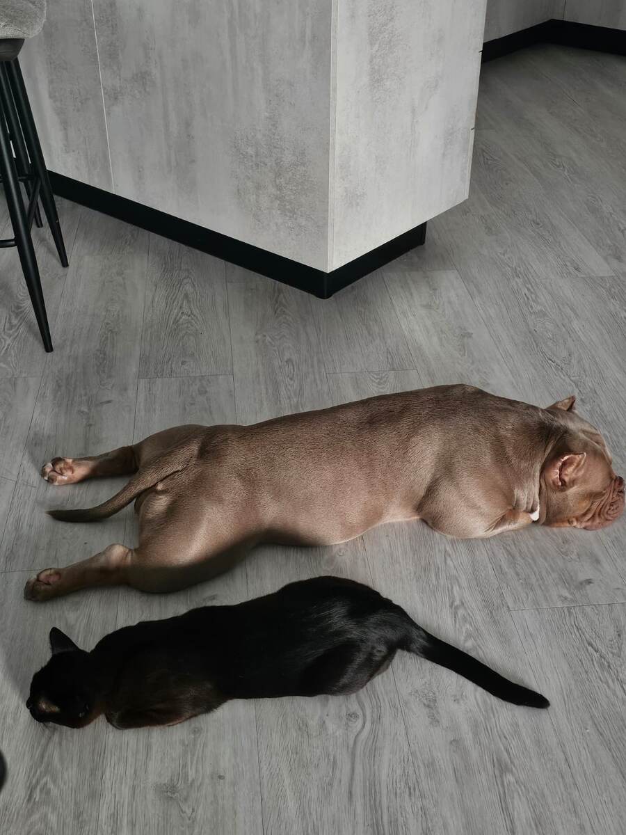 А буллочка Лелька тем временем отдыхает с буромой Крузом по системе Инь-Янь