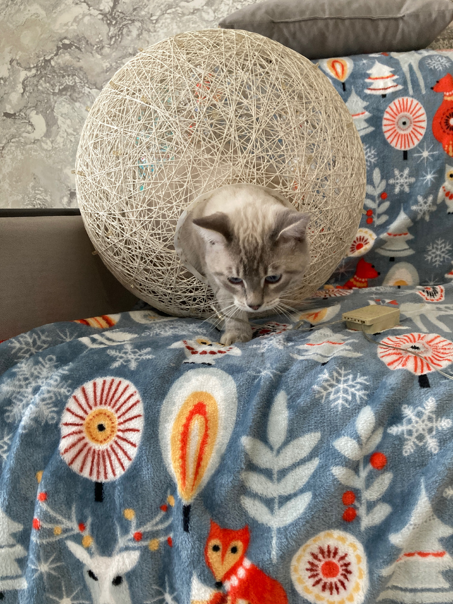 У Базика новый домик