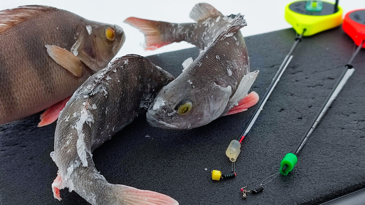 ОТКРЫТИЕ-2026 (18.01.2026)