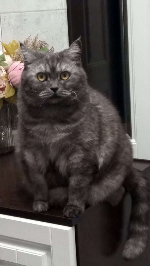 Люсьена. Ей 9 лет. Люся не особо толстая, больше меха, конечно, есть жировая прослойка, но она не обжора, ест в меру, в еде очень избирательна.