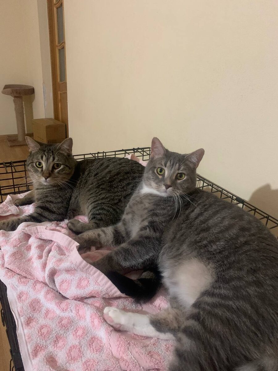 Братаны Чип и Тим