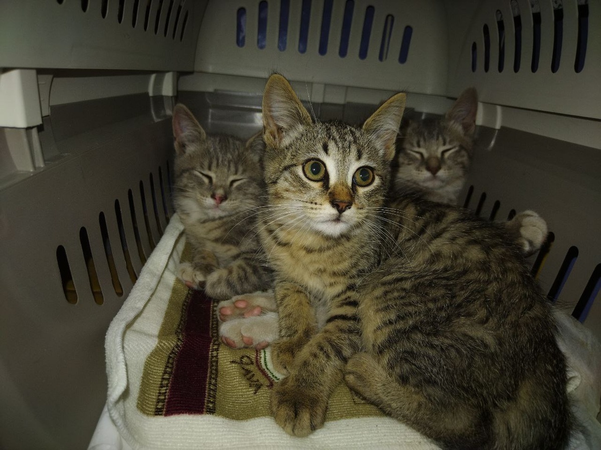 Малыши бурундучки Чип, Тим и Мегги