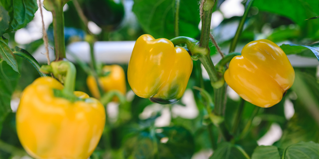 Посев перца без танцев с бубном: почему не все советы о перце стоит применять на практике