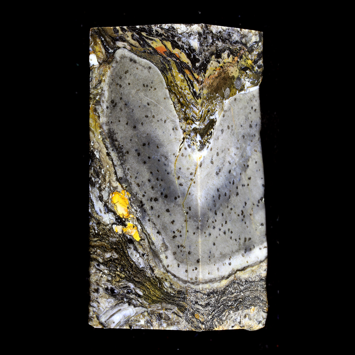 Эта богатая кремнием порода сохранила мельчайшие детали древнего загадочного организма, известного как Prototaxites: здесь он запечатлён в виде сероватого образования, усеянного чёрными вкраплениями.