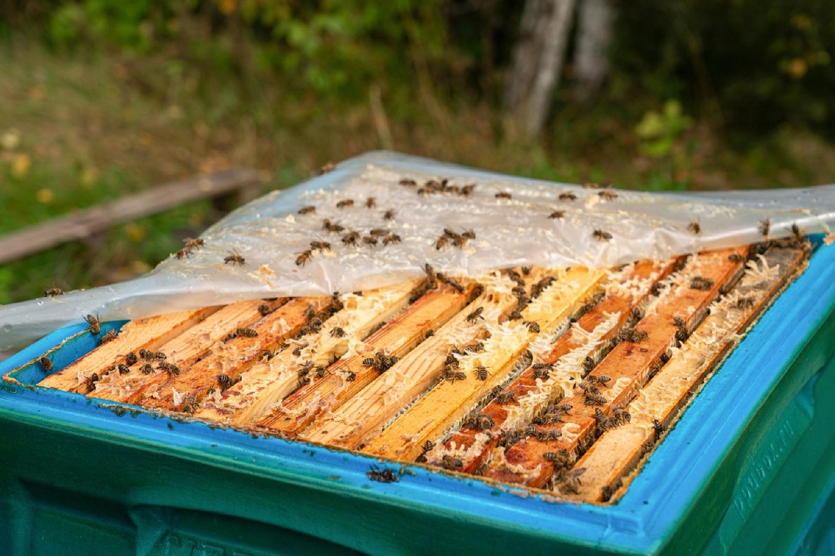    Фото: пресс-служба Минсельсхозпрода МО