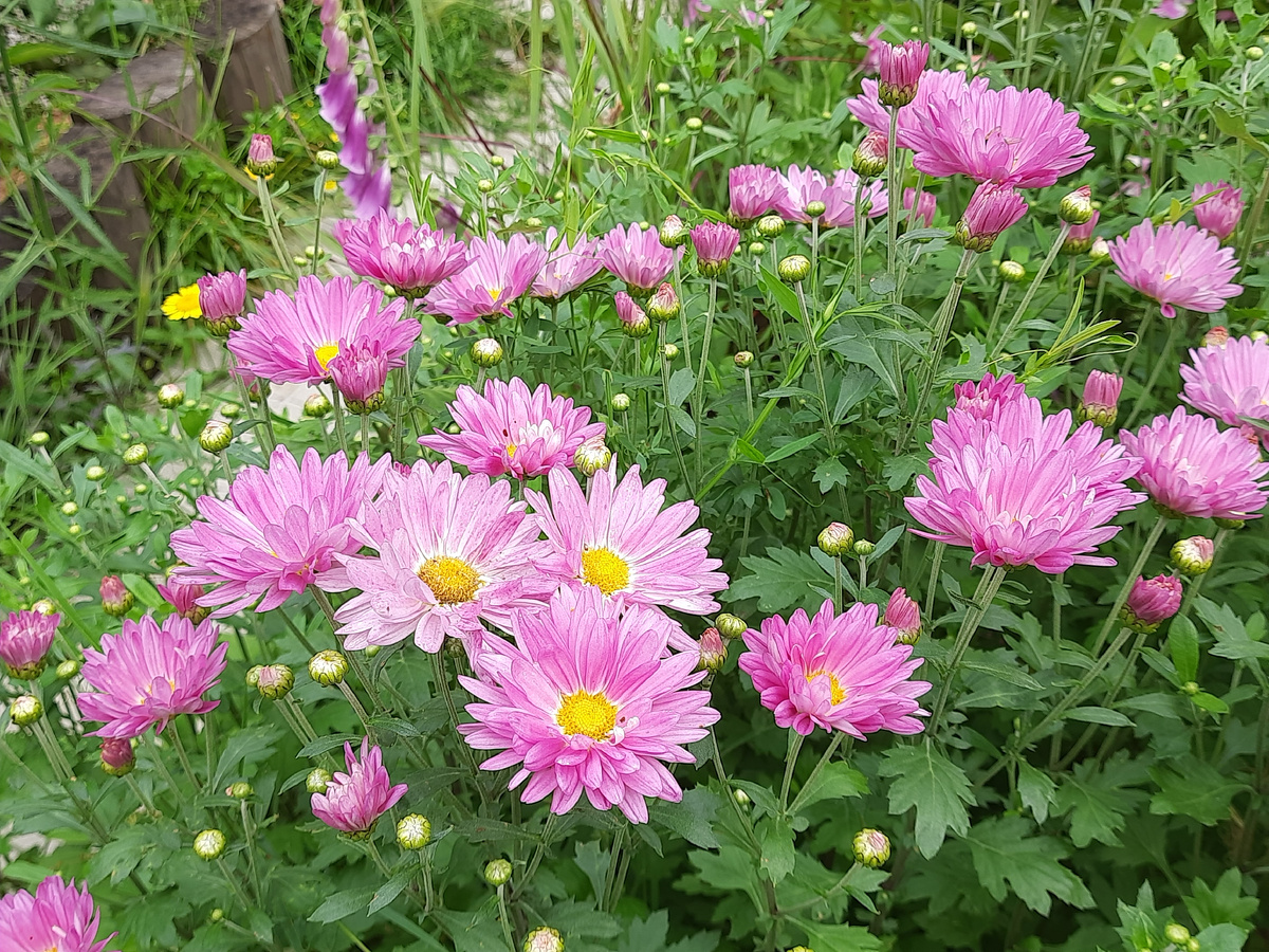 Хризантема Звезда Подмосковья