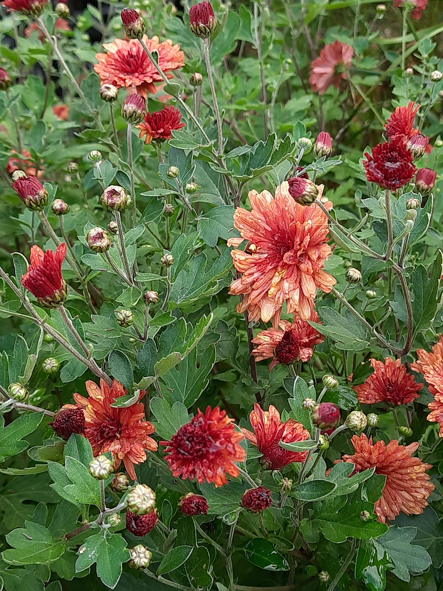 Рыженькая поздняя, в галерее 2 фото