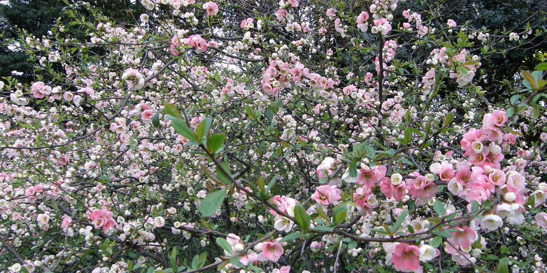 ЦВЕТУЩАЯ САКУРА. Часть 2