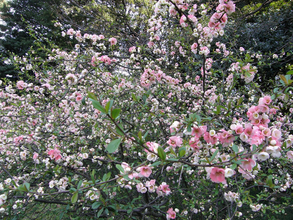 Сакура бывает разной, и цветет она тоже по-разному. Фото автора