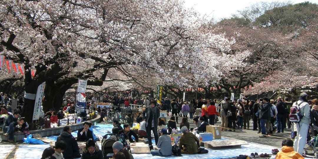 ЦВЕТУЩАЯ САКУРА. Часть 3