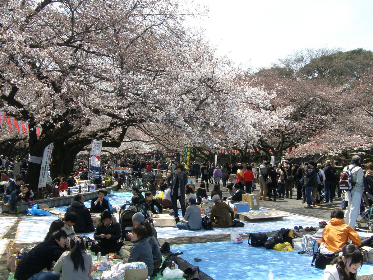 Цветущая сакура в парке Уэно. Выходной день. Фото автора