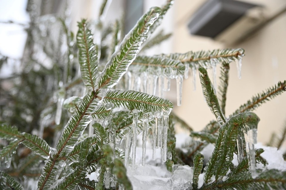    В Петербурге ожидаются морозы. Алексей БУЛАТОВ