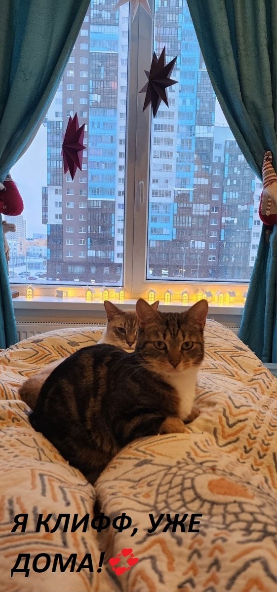 Клифф вытянул счастливый билетик, он так хотел быть не одним котиком в семье 💖