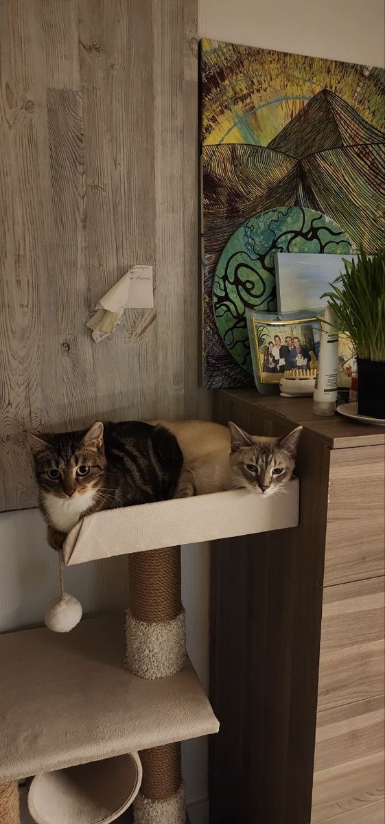 Клифф и Хеппи теперь всегда месте 😽😽