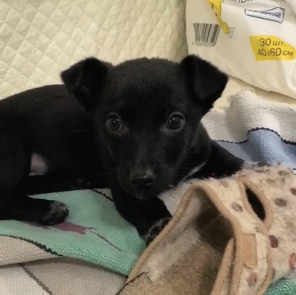 Вот она Жулька во всей красе: глаза, уши и бесконечная тяга к человеку. Фото из архива автора