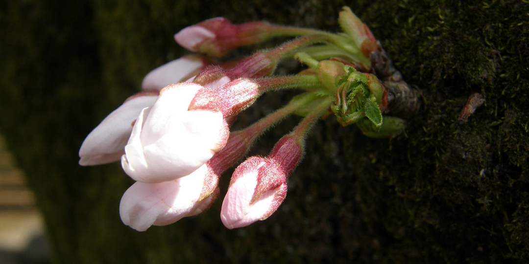 ЦВЕТУЩАЯ САКУРА. Часть 4