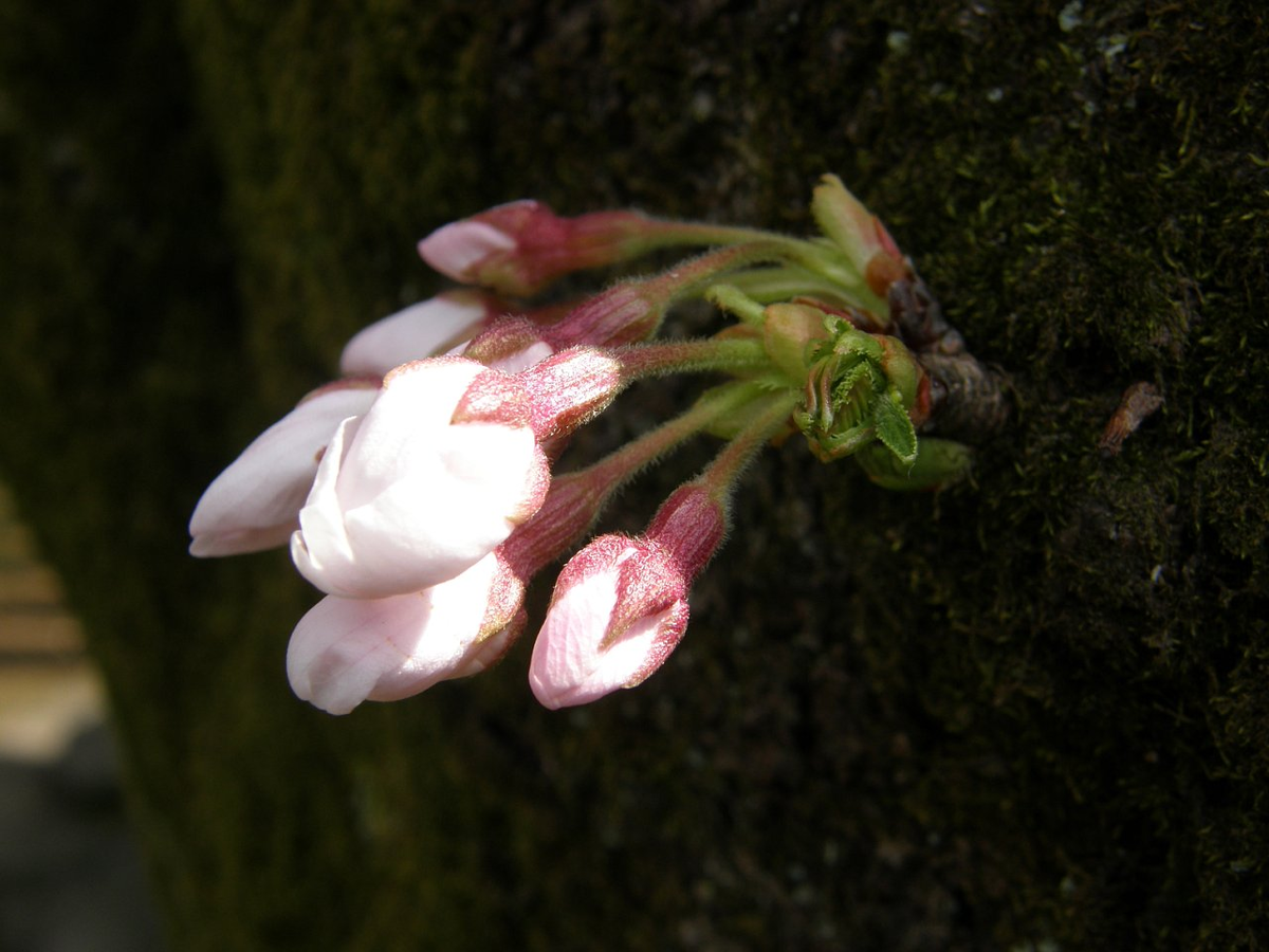 Сакура. Рождение новой жизни. Фото автора