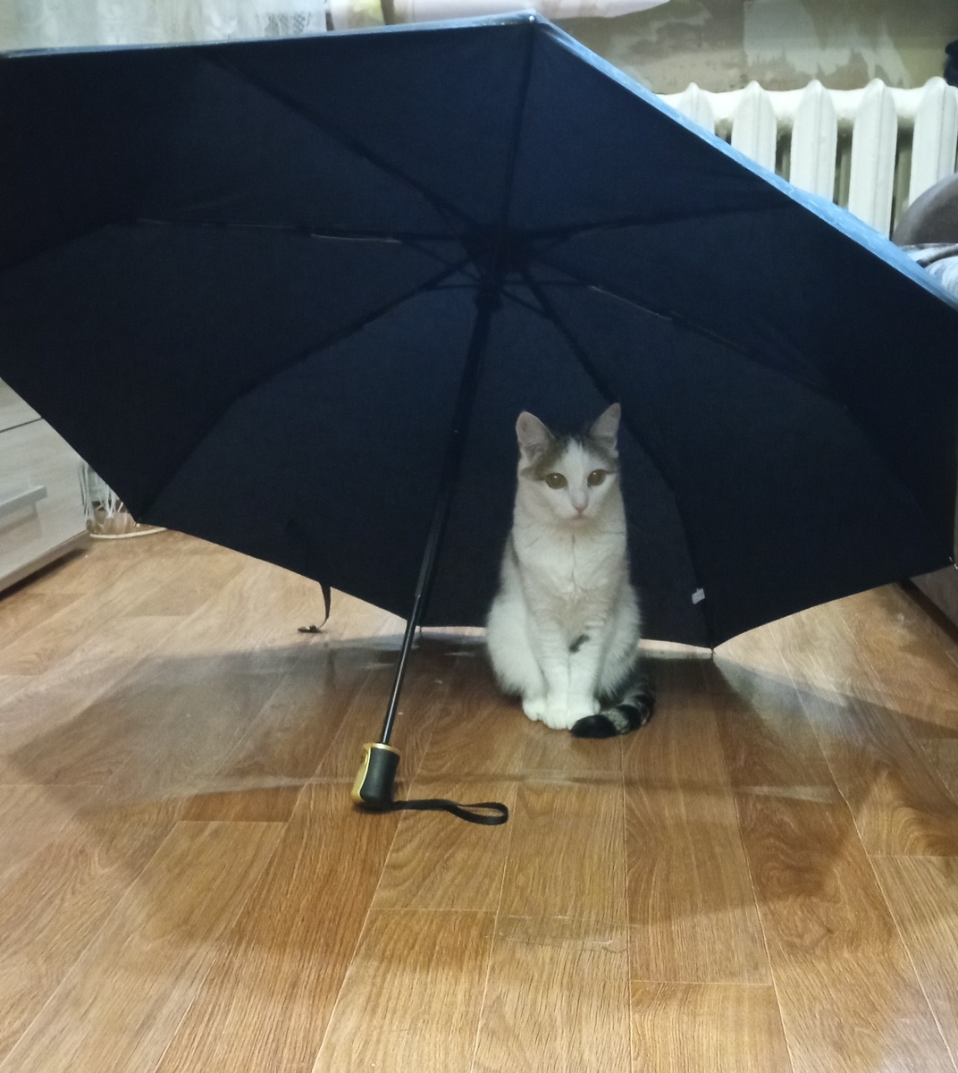 Нюша очень любила сидеть под поим зонтиком