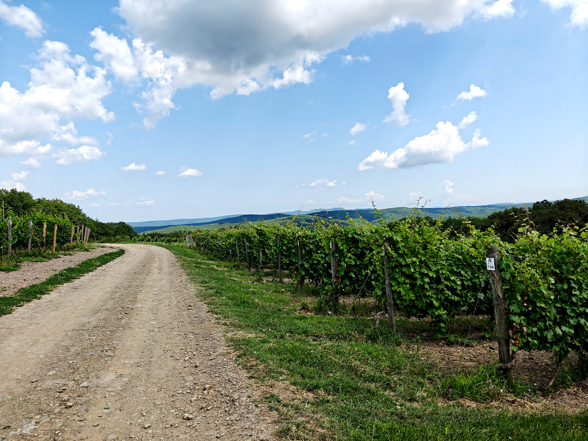 Это уже наверху, возле винодельни.