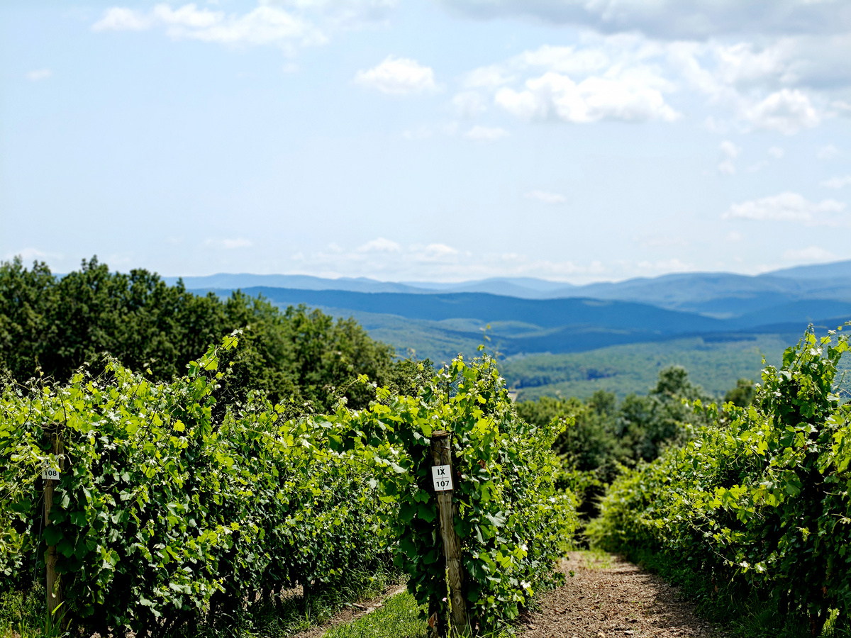 Довольно живописные виноградники на фоне гор