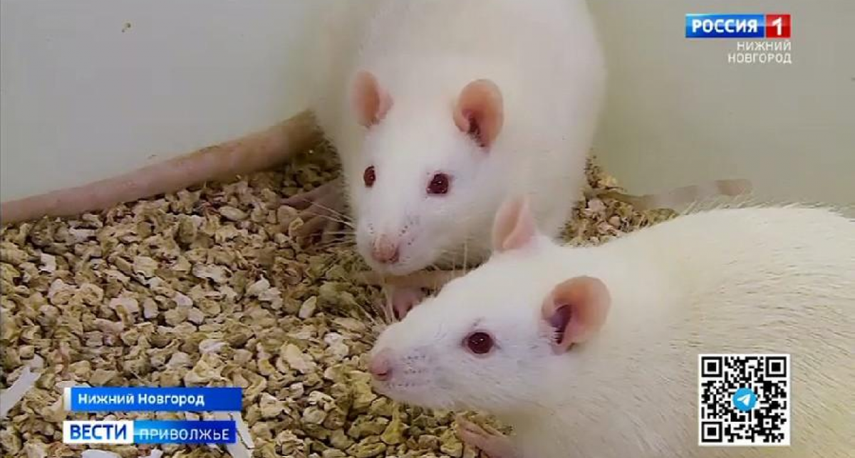    Фото с сайта vestinn.ru