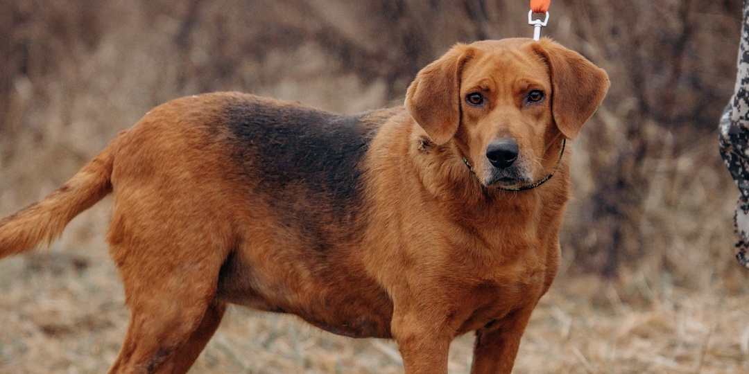 Бывшедомашняя собака в приюте, ищет новый дом.