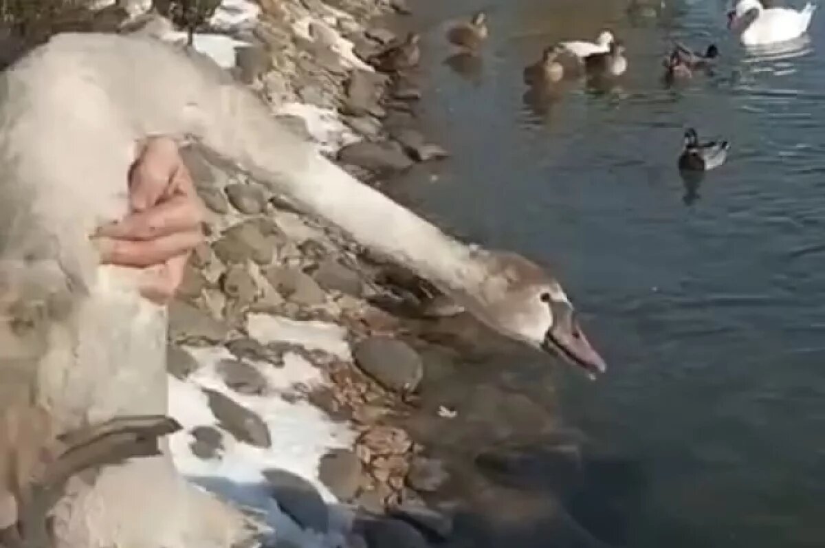    В Дагестане сотрудники Минприроды спасли истощенного лебедя