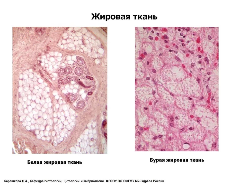 Белая и бурая жировая ткань. Картинка из интернета