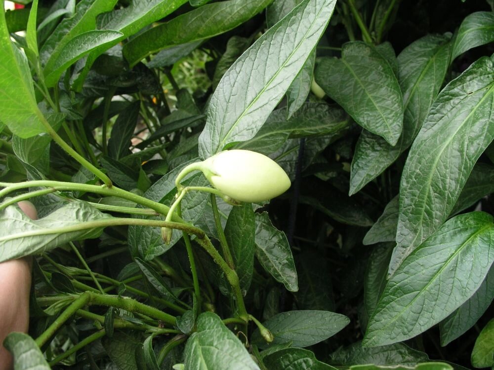    Молодая завязь пепино. Фото: Денис Терентьев