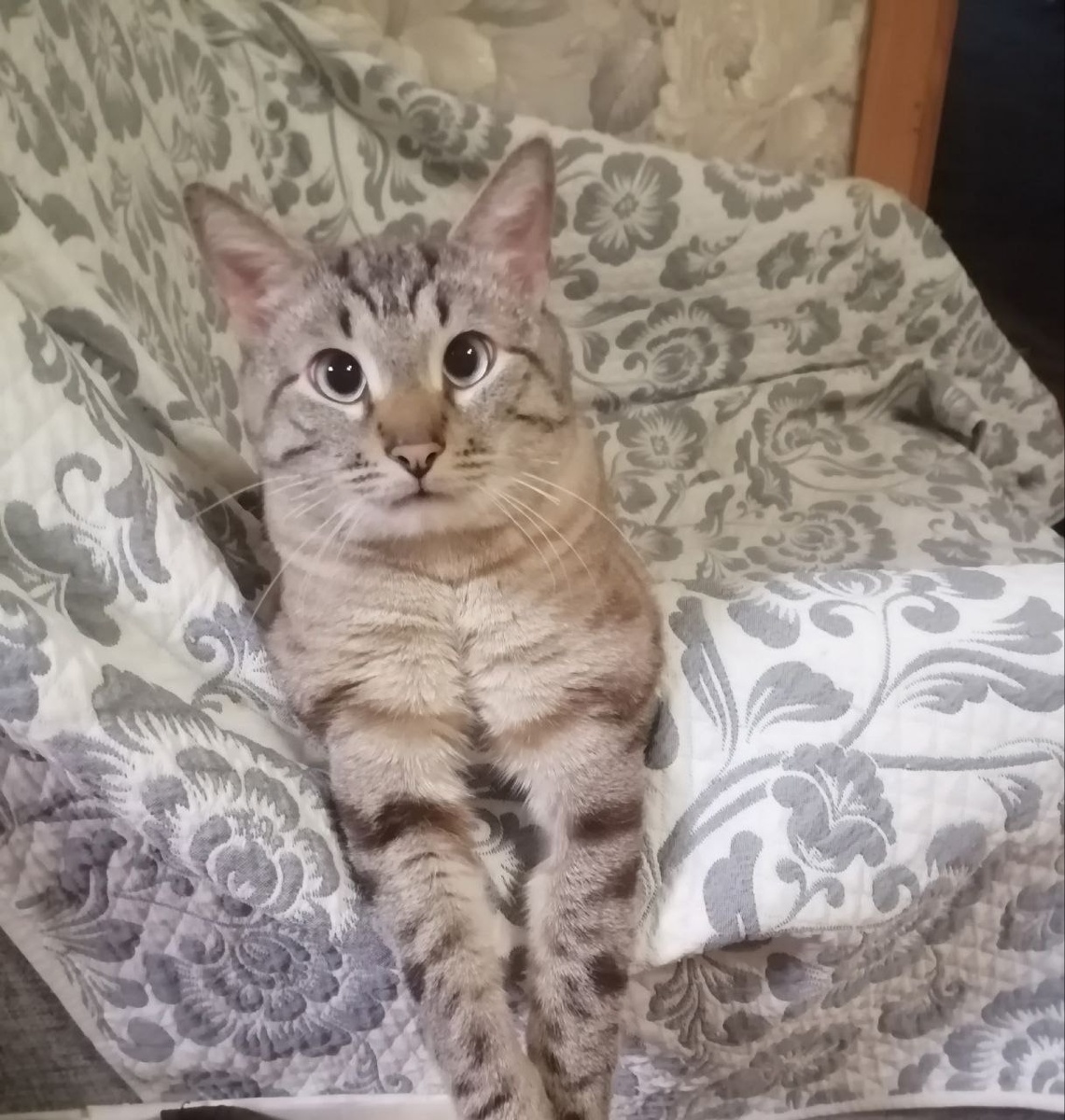 Серёга (Барсик)